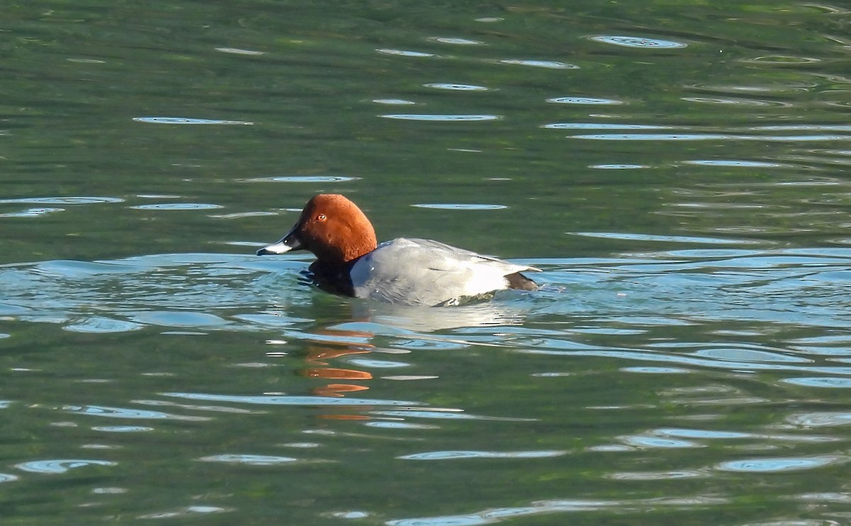 Fuligule milouin - ML648379963