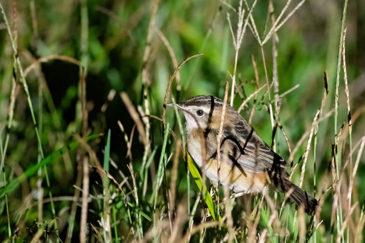 Yelpazekuyruk - ML648380096