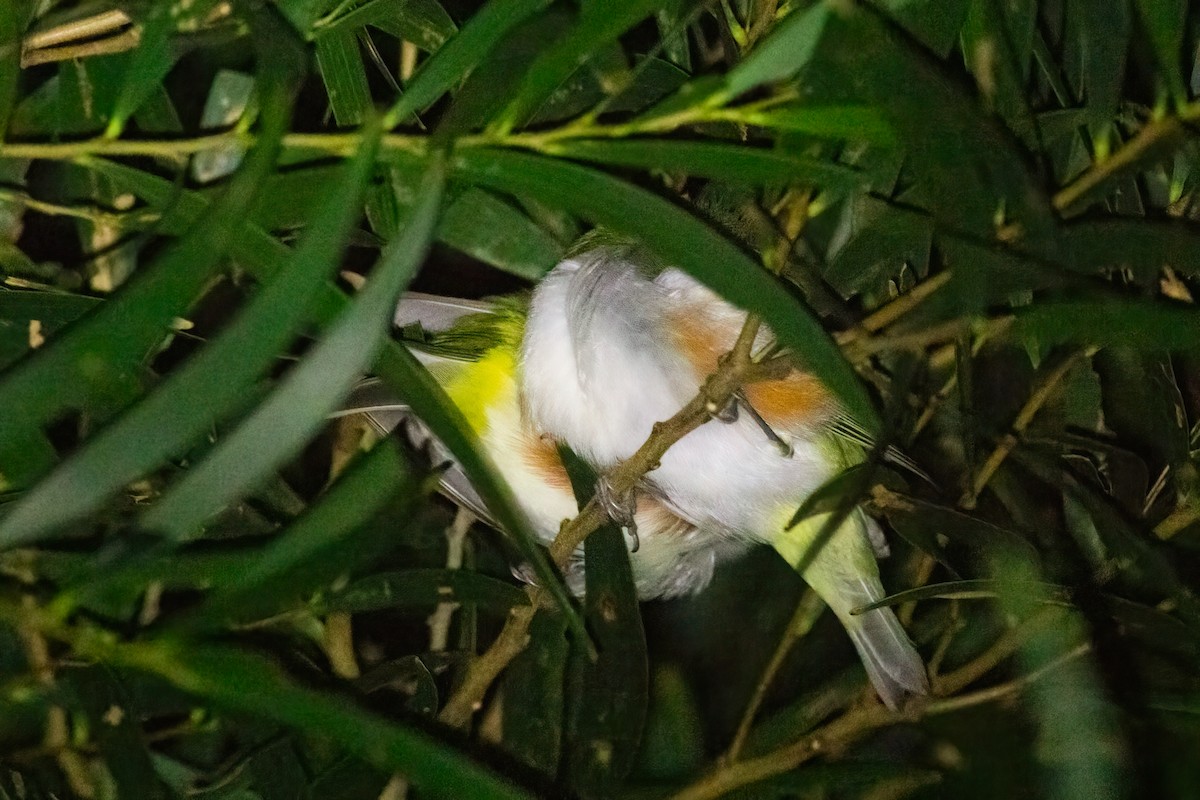 Seylan Gözlükçüsü - ML648380257