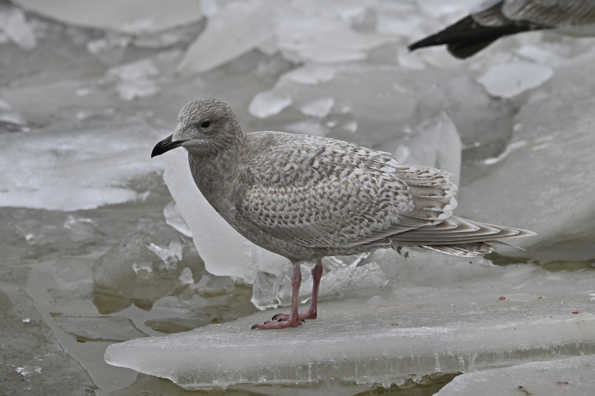 アイスランドカモメ - ML648380379