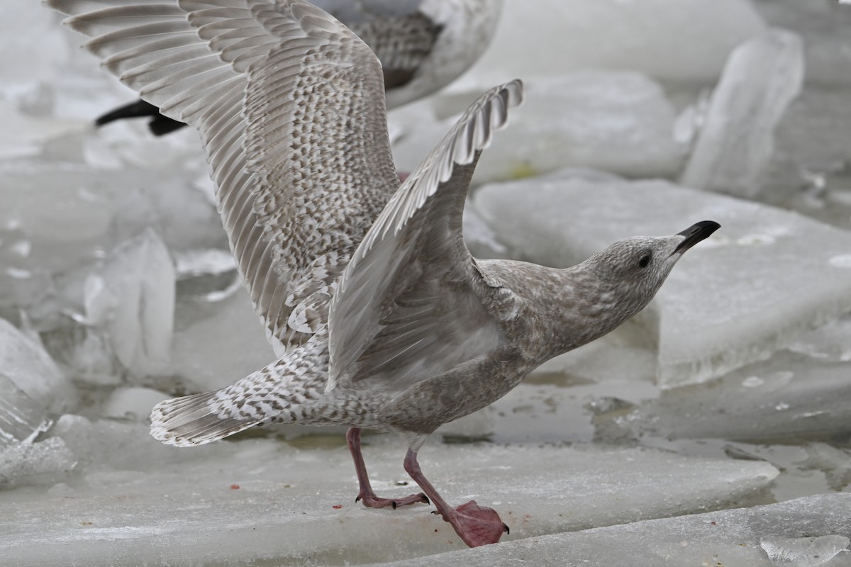 アイスランドカモメ - ML648380389