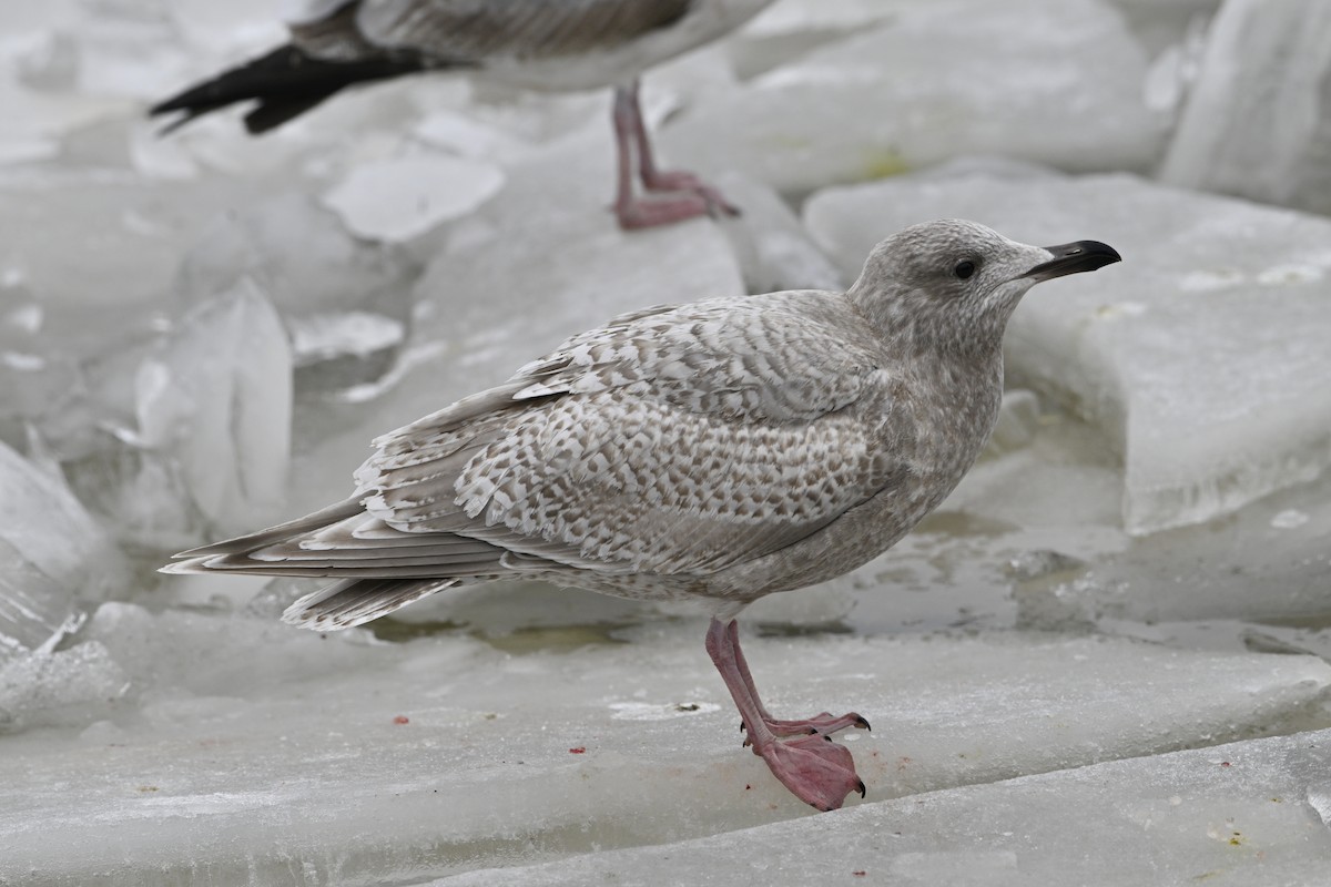 アイスランドカモメ - ML648380397