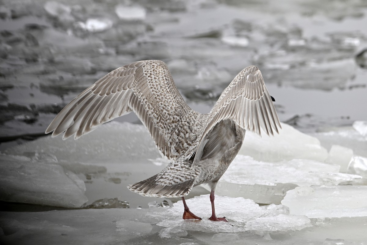 アイスランドカモメ - ML648380405