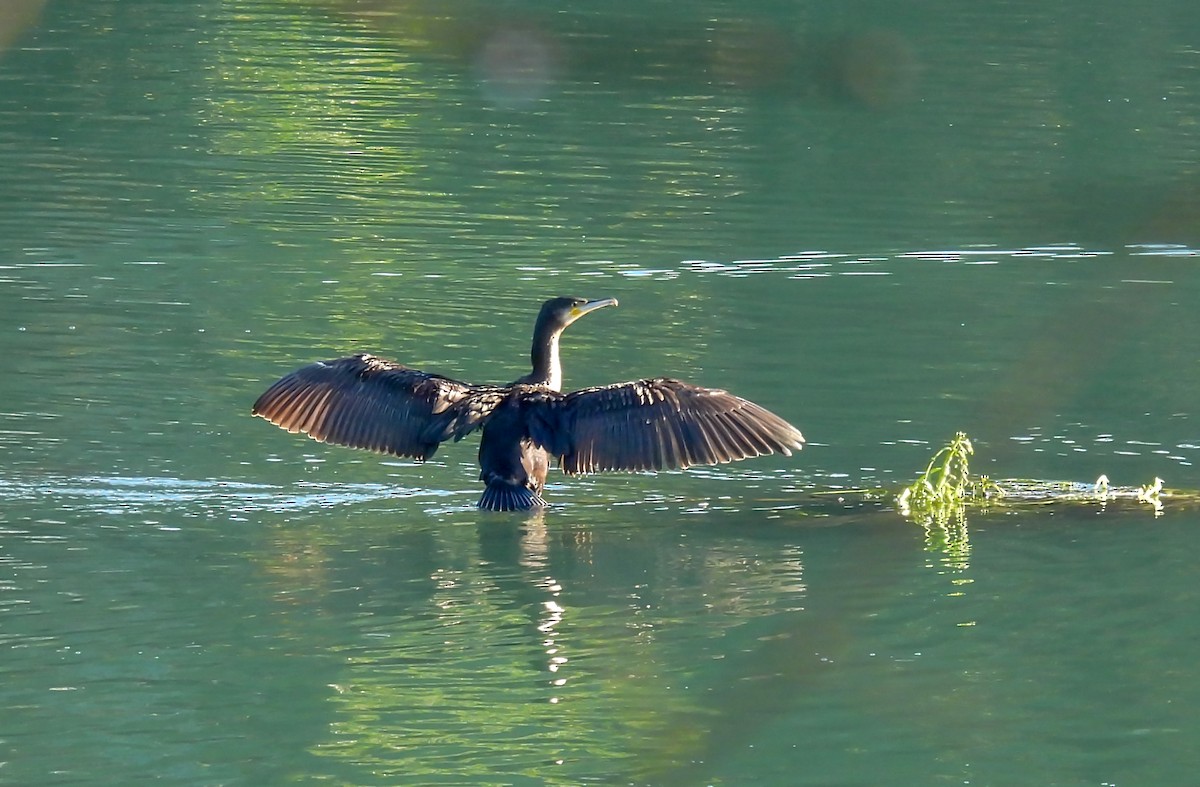 Grand Cormoran - ML648380411