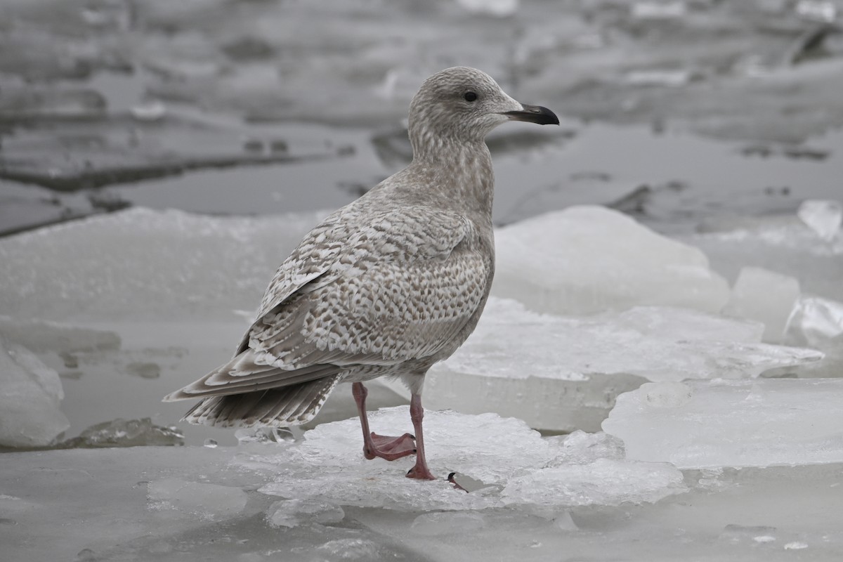 アイスランドカモメ - ML648380412