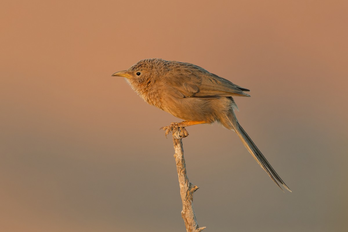 Ававийская дроздовка - ML648381114