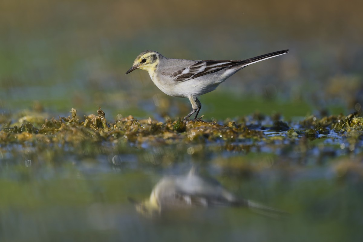 Желтоголовая трясогузка - ML648381216