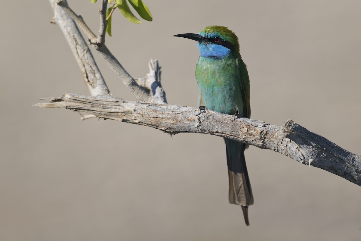 Arabian Green Bee-eater - ML648381225