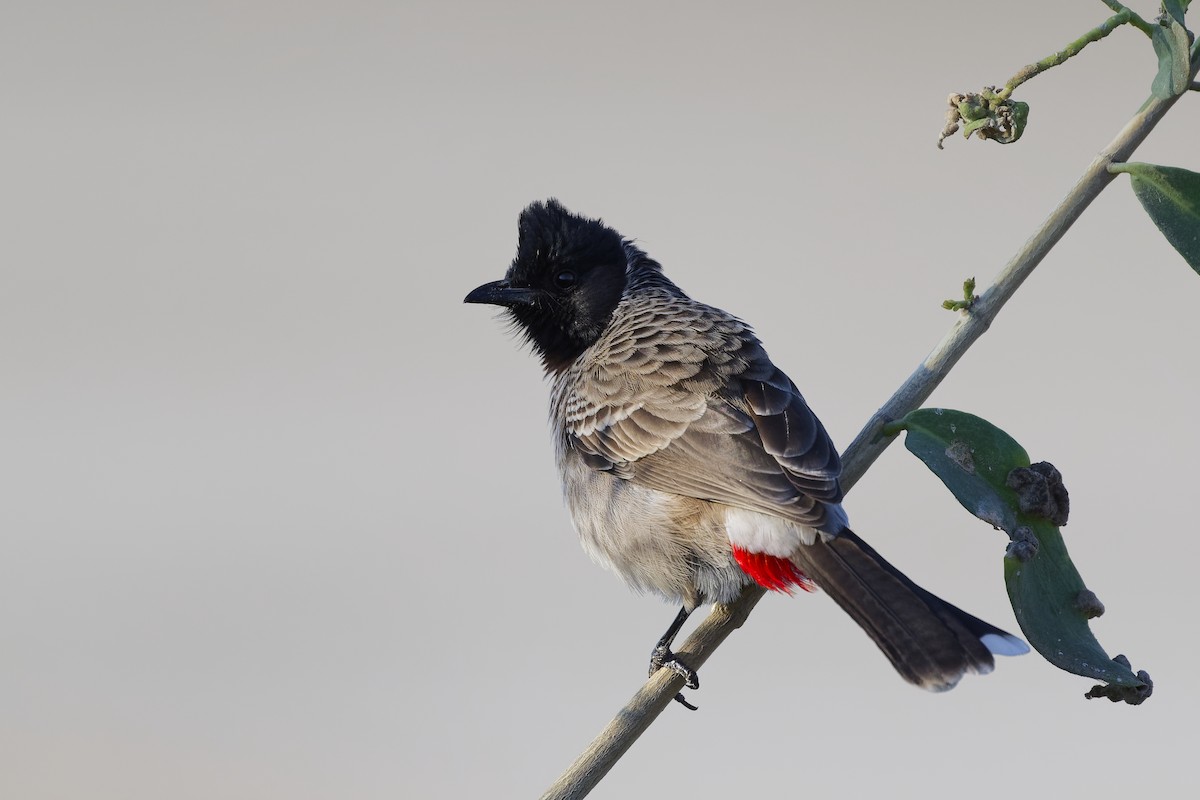 Красногузый бюльбюль - ML648381359