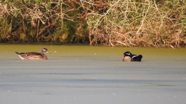 アメリカオシ - ML648381400