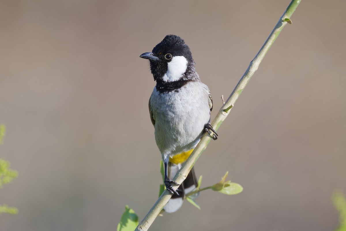 Белоухий бюльбюль - ML648381496