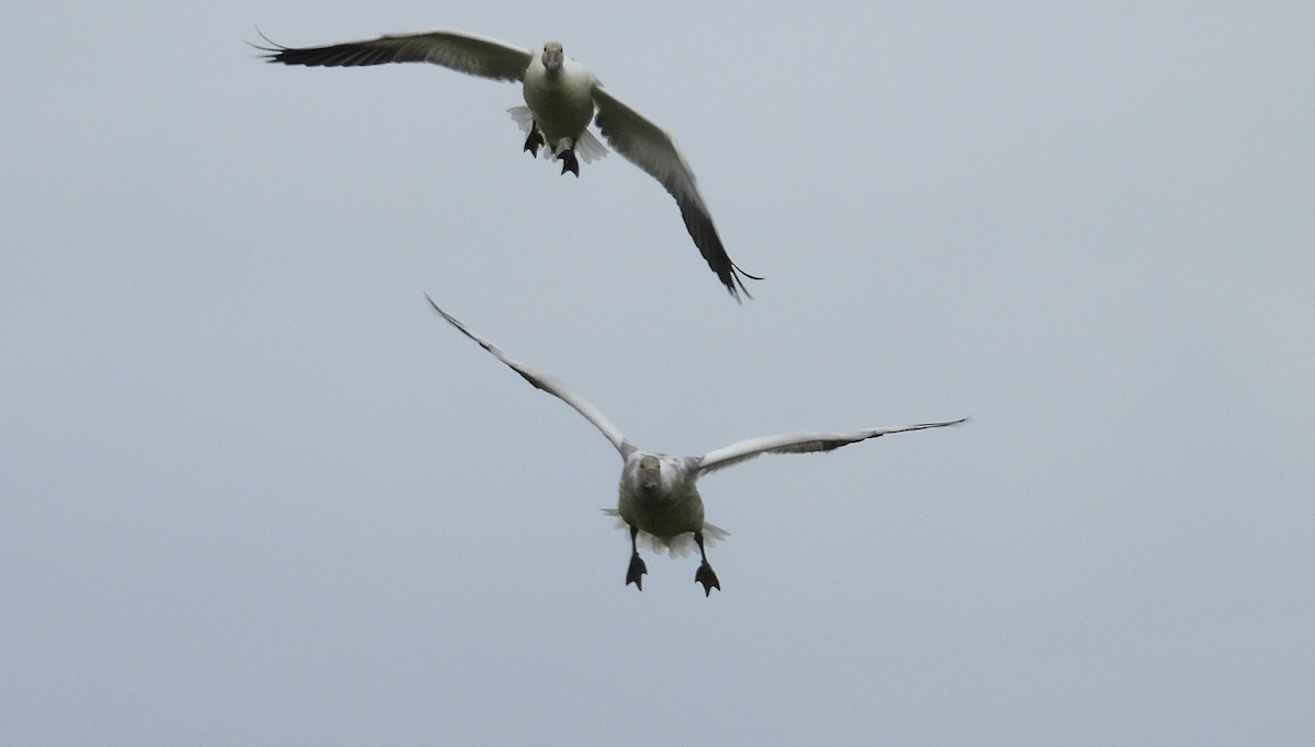 Snow Goose - ML648381499