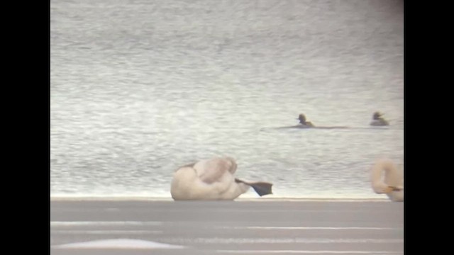 siland - ML648381503