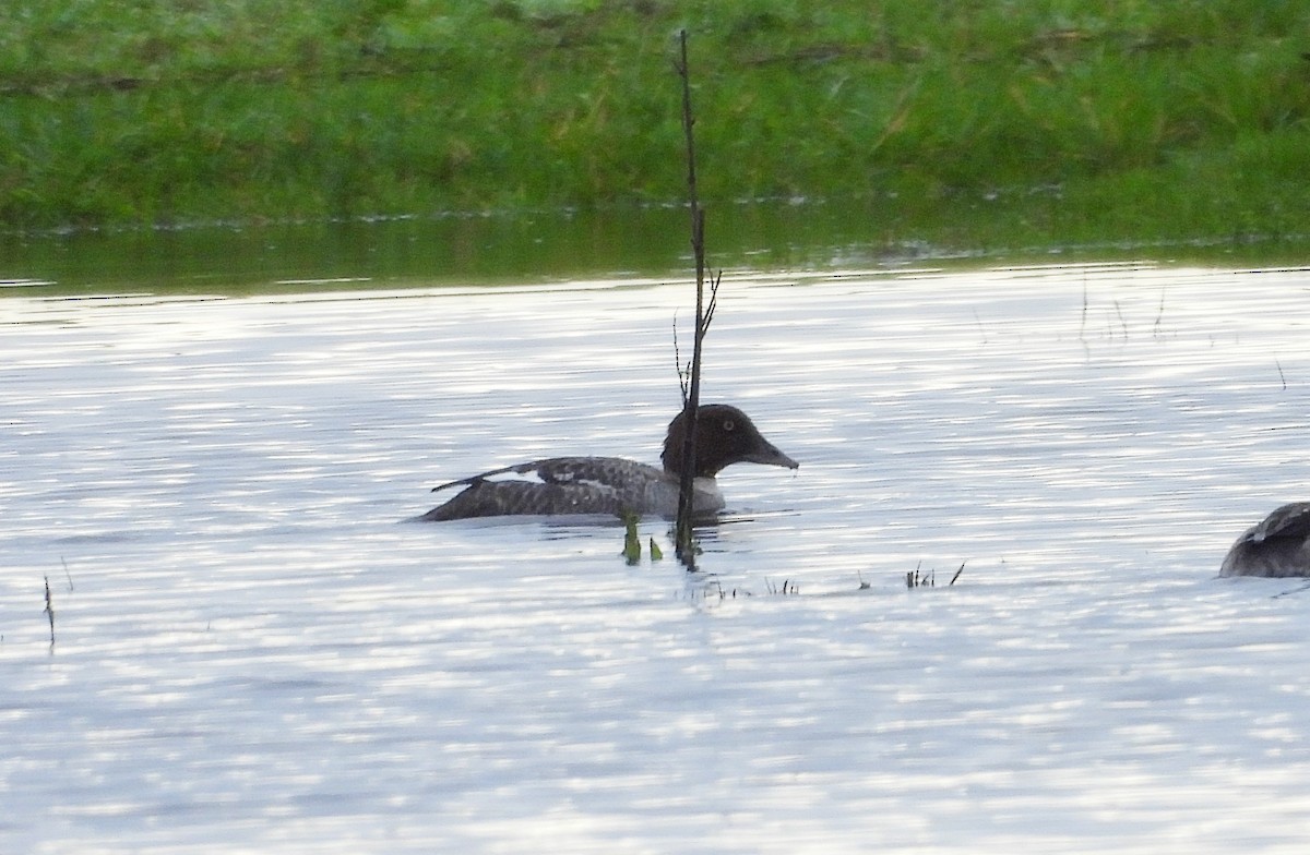 鵲鴨 - ML648381507