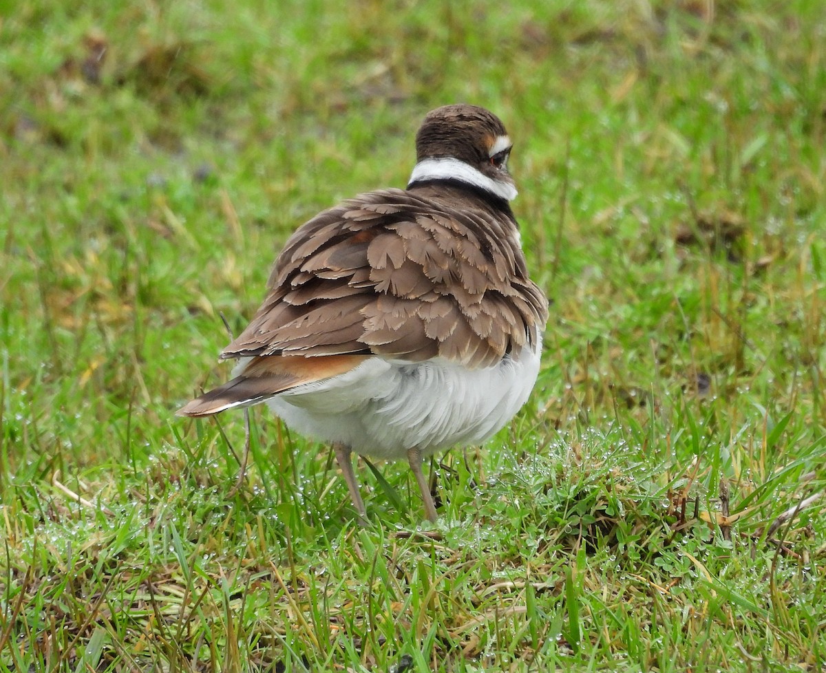 Killdeer - ML648381516