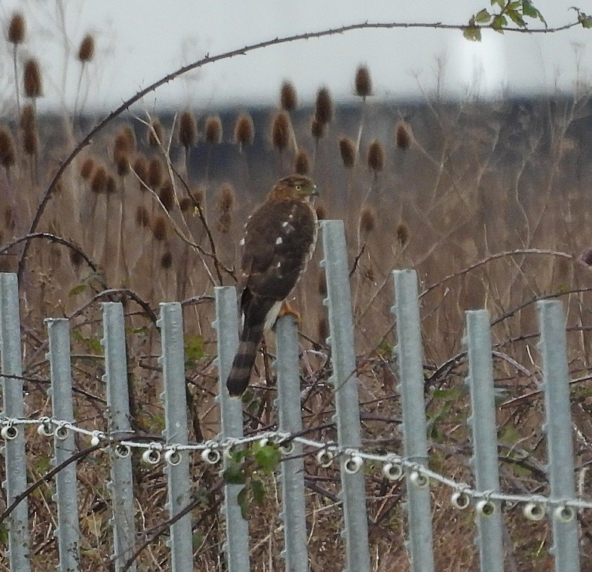 Cooper's Hawk - ML648381531