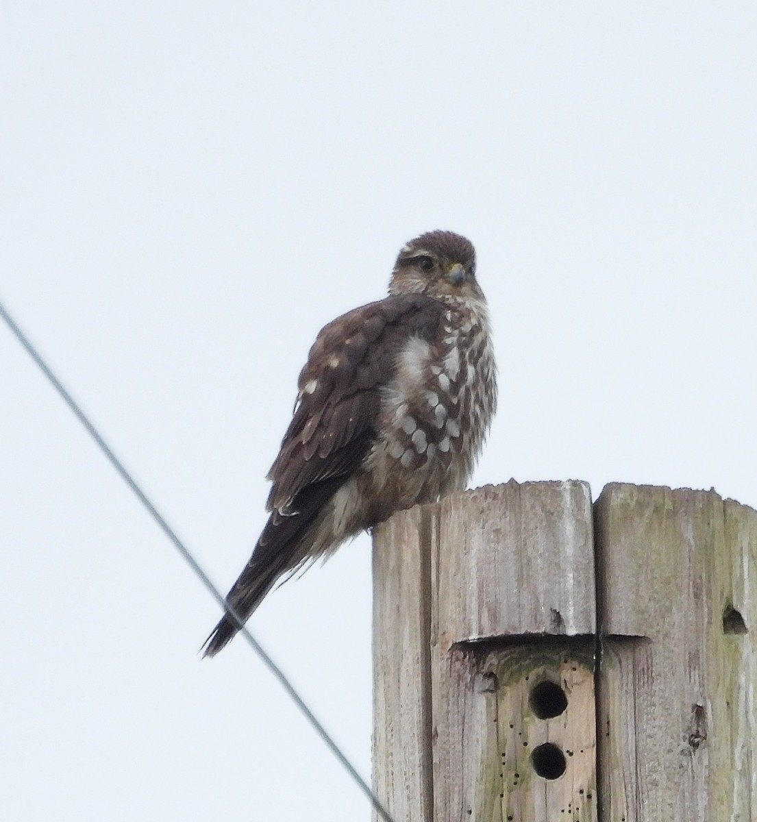 灰背隼 - ML648381534