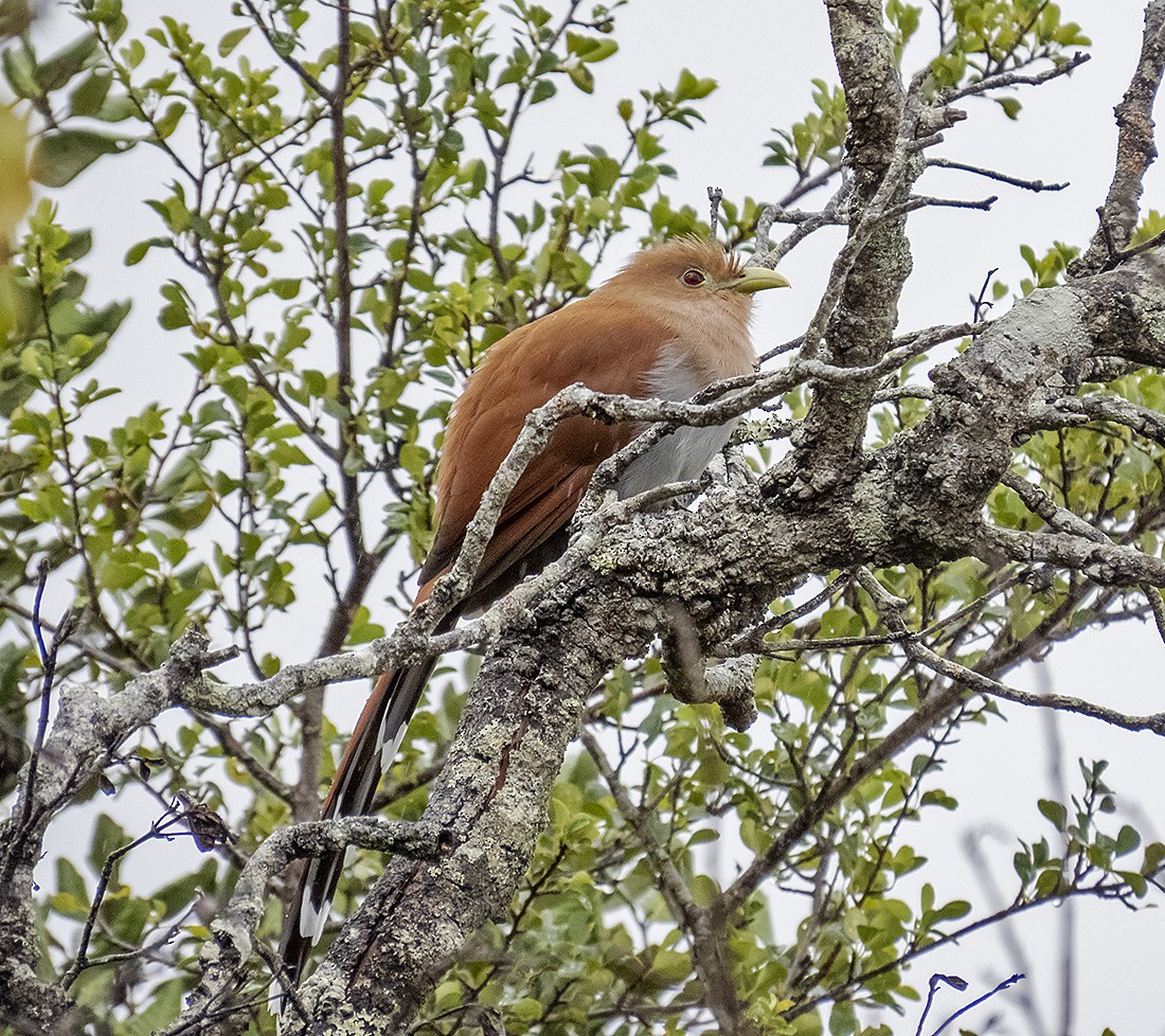 Cuco Ardilla Común - ML648381619