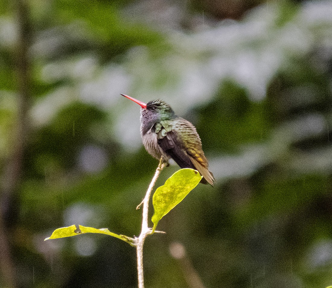 Zafiro de Elicia - ML648381631