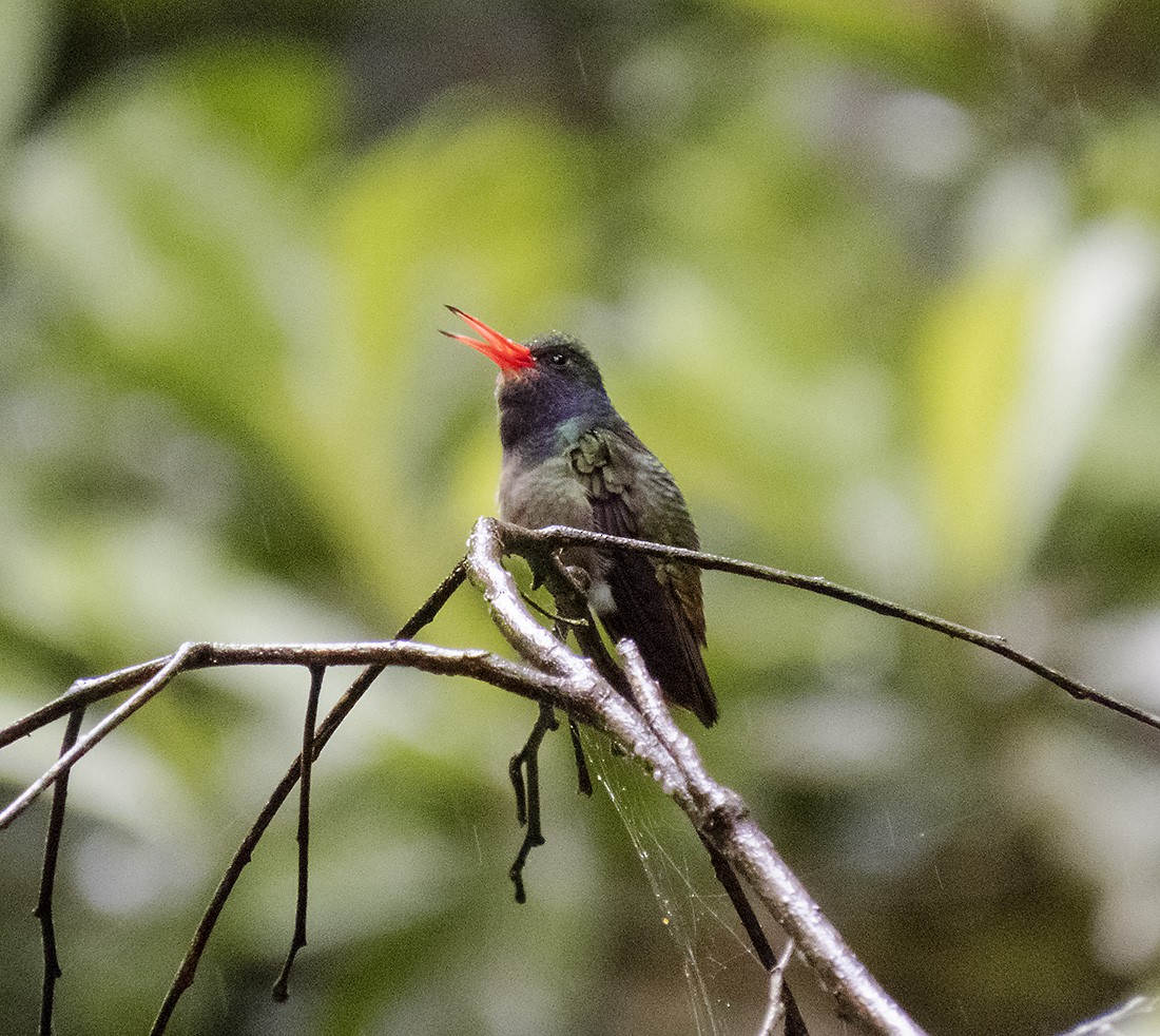 Zafiro de Elicia - ML648381632