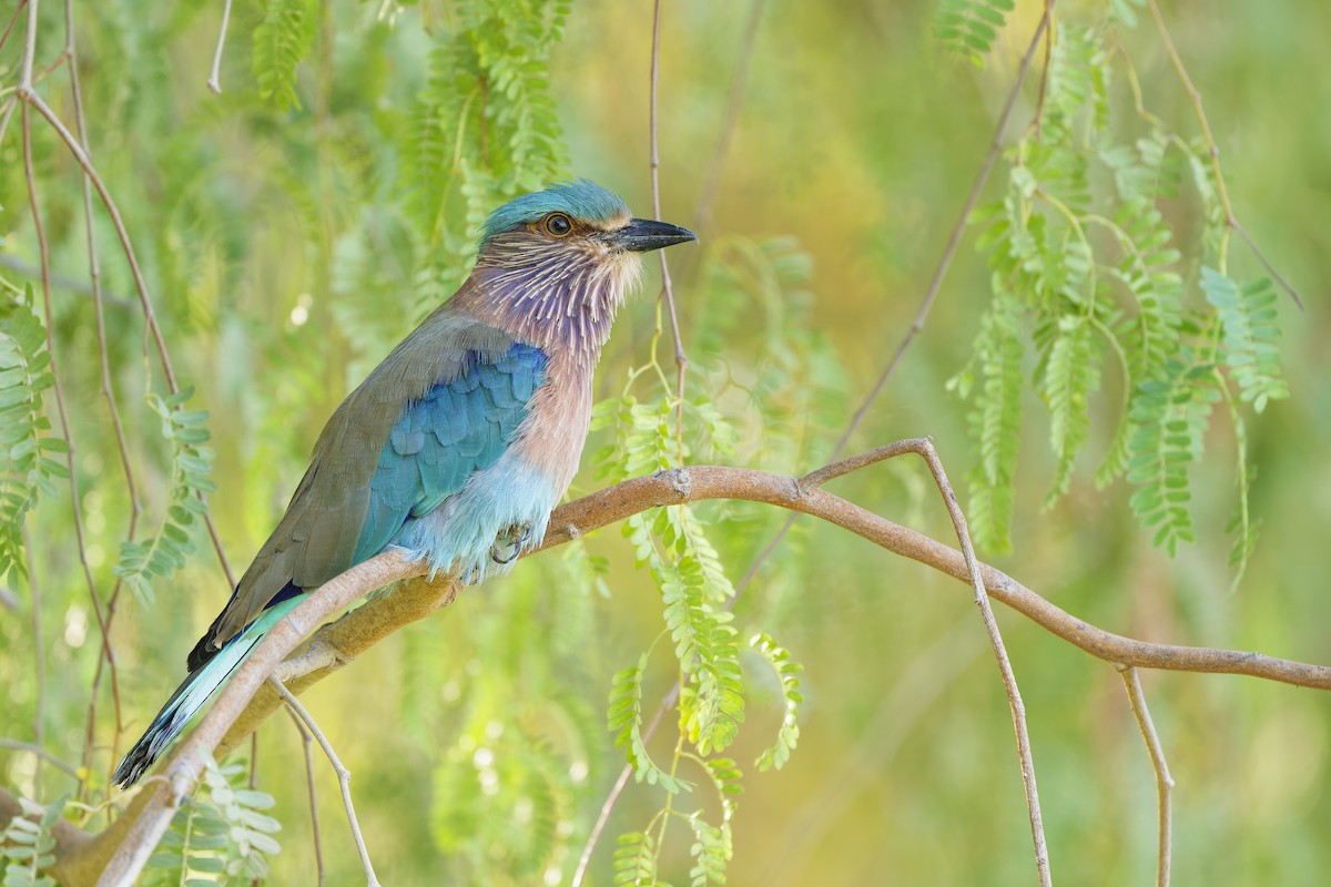 Бенгальская сизоворонка - ML648381693