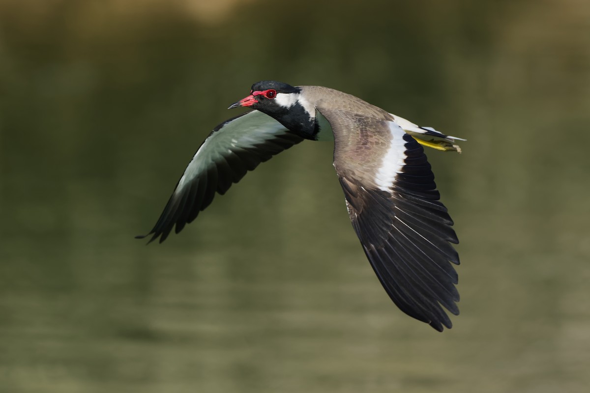 Украшенный чибис - ML648381728