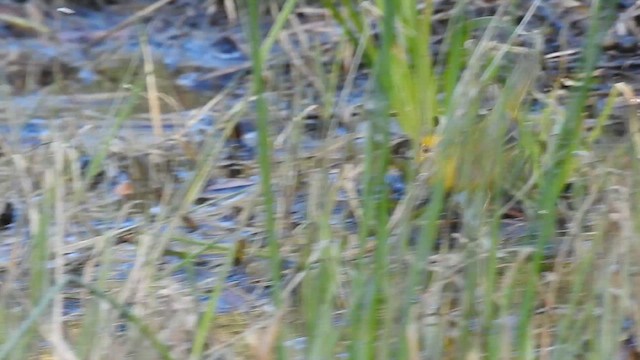 Paruline à calotte noire - ML648381784