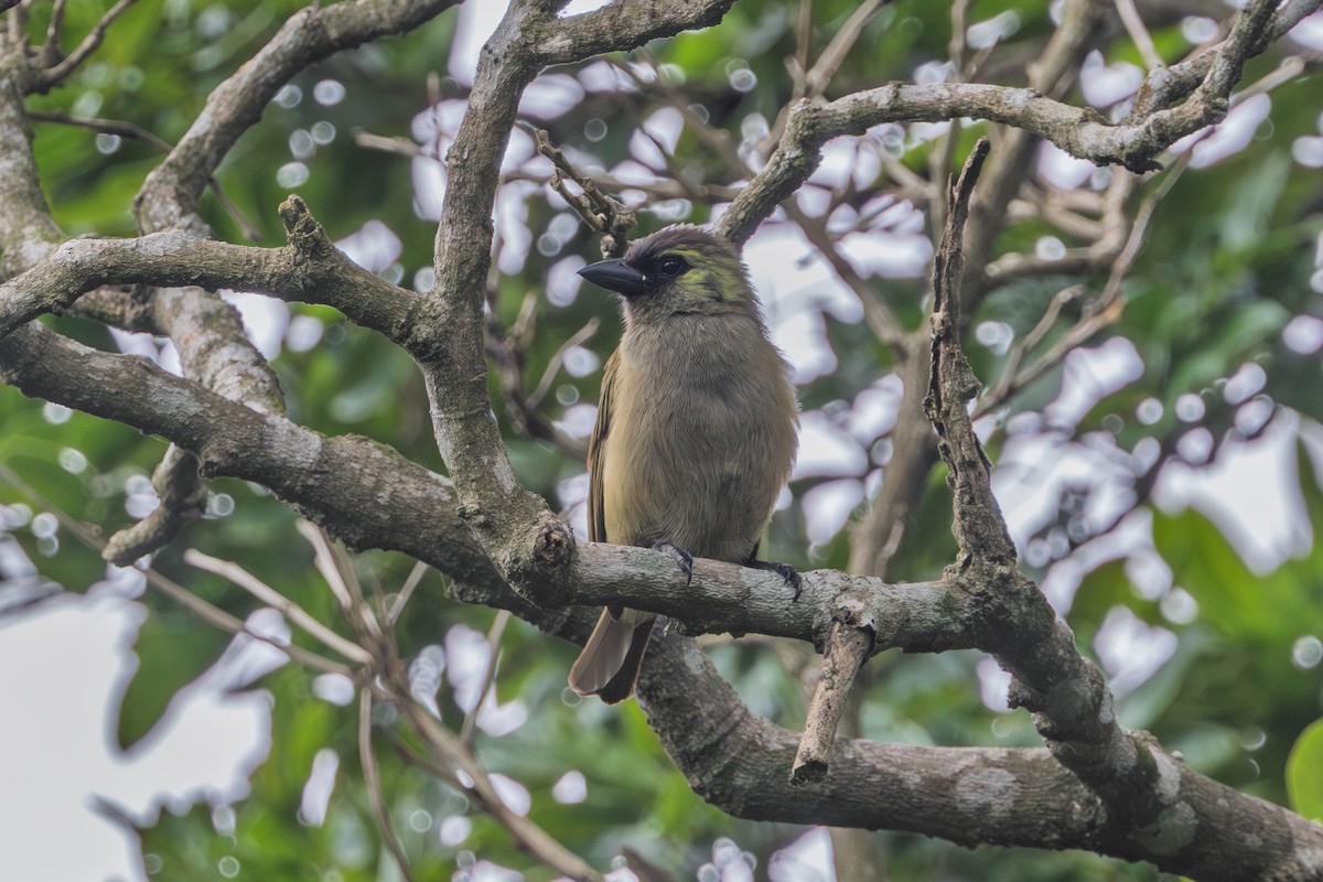 Green Barbet - ML648382075
