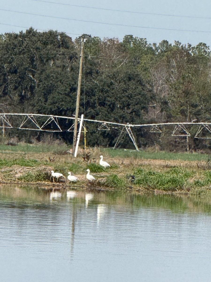 Snow Goose - ML648382132