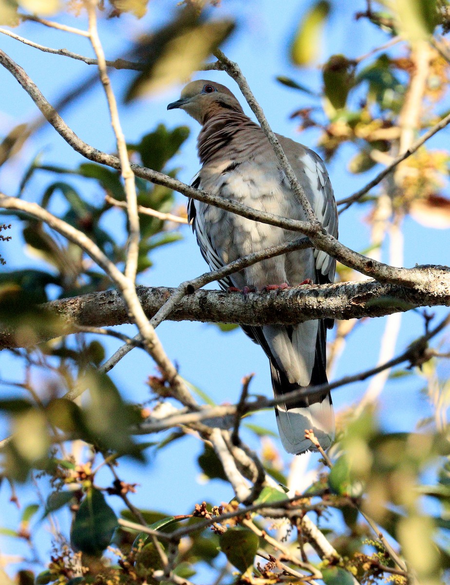 eBird Checklist - 6 Jan 2026 - Green Cay Wetlands & Nature Center - 48 ...