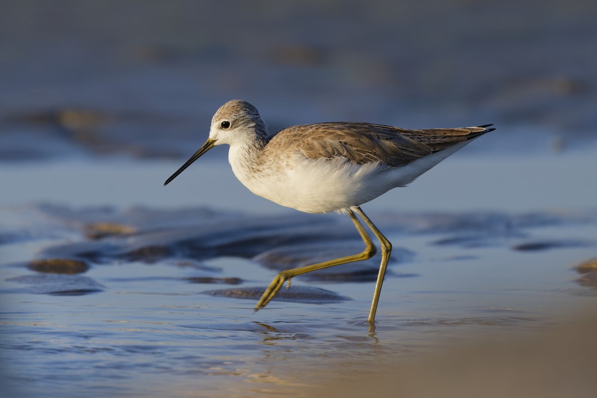 Поручейник - ML648382149