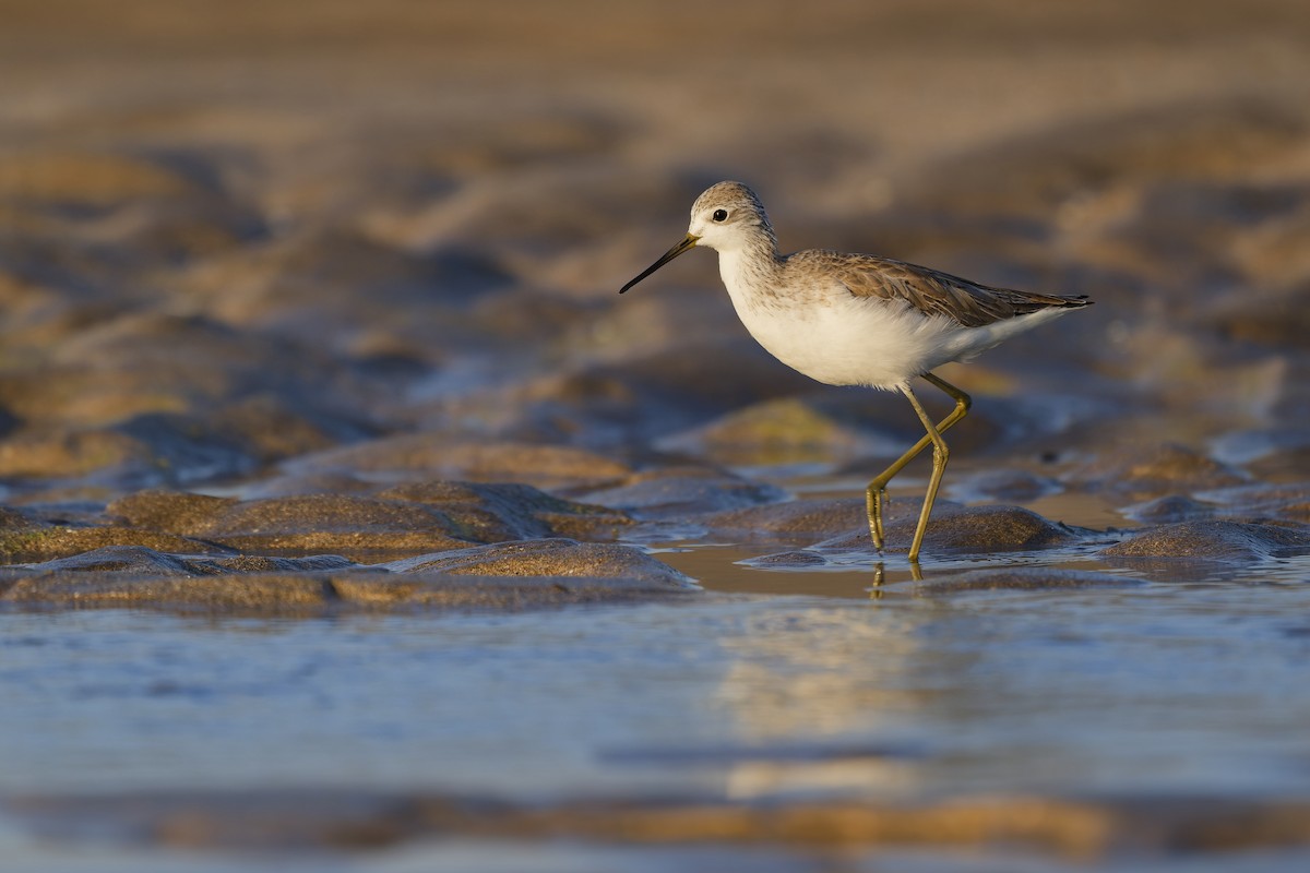 Поручейник - ML648382150