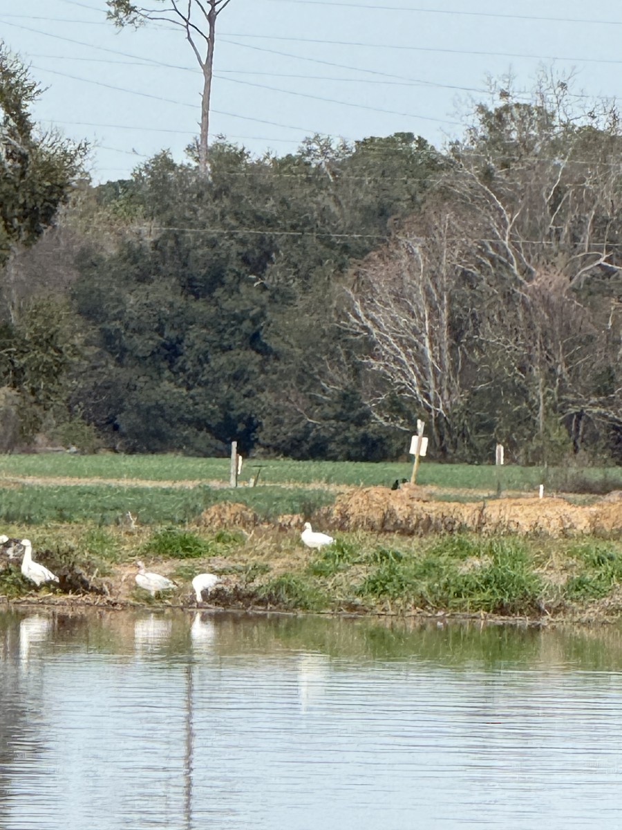 Ross's Goose - ML648382163