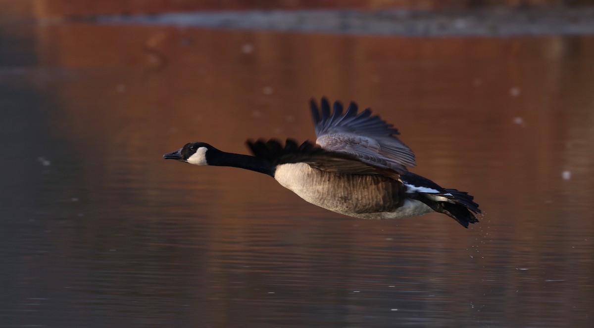 berneška velká - ML648382190