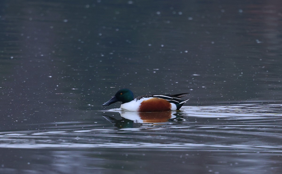 lžičák pestrý - ML648382198