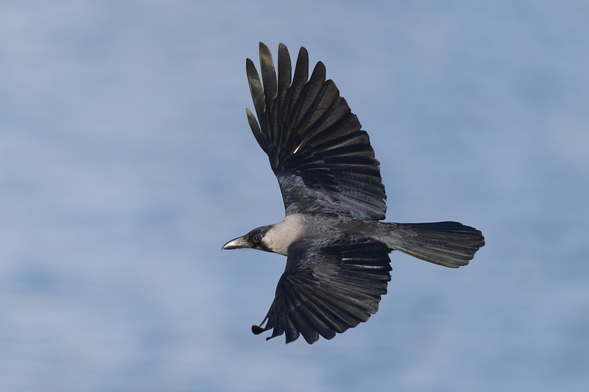 Домовая ворона - ML648382203