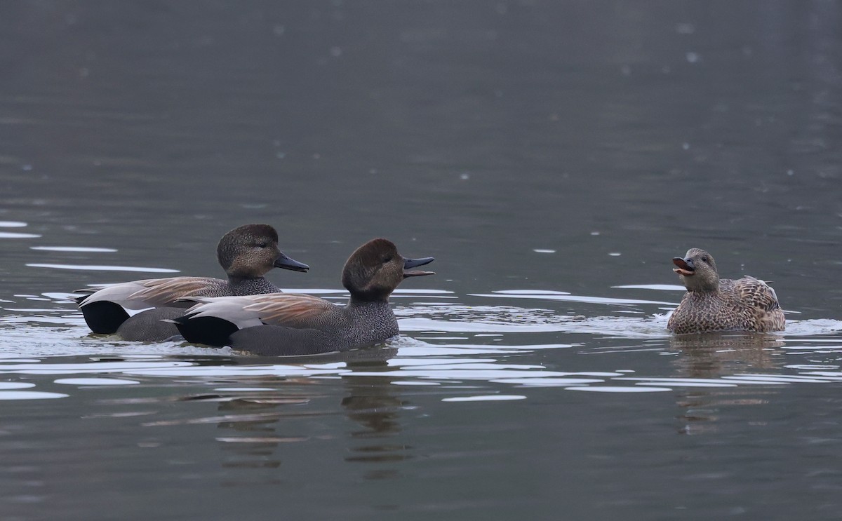 kopřivka obecná - ML648382212