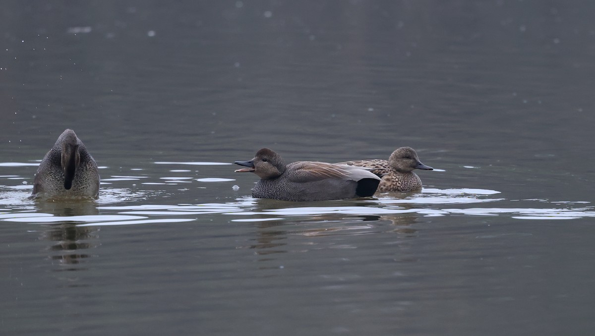 kopřivka obecná - ML648382213