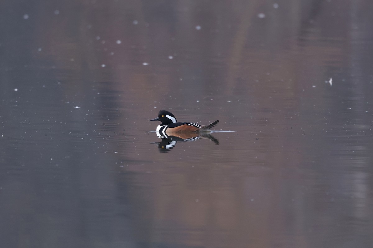 morčák chocholatý - ML648382216