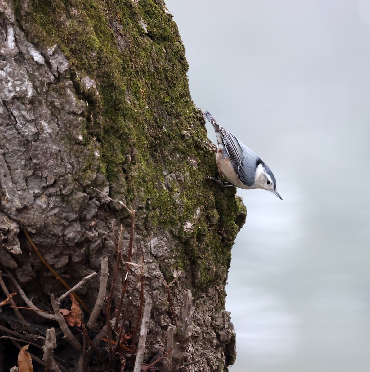 brhlík běloprsý - ML648382234