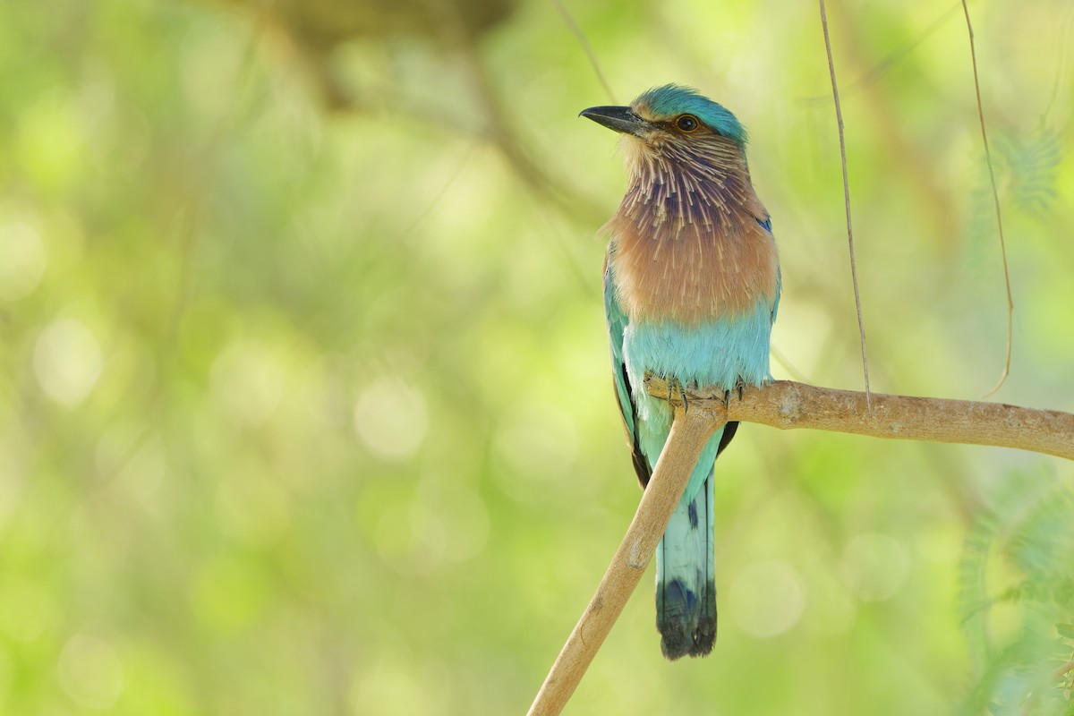 Бенгальская сизоворонка - ML648382248