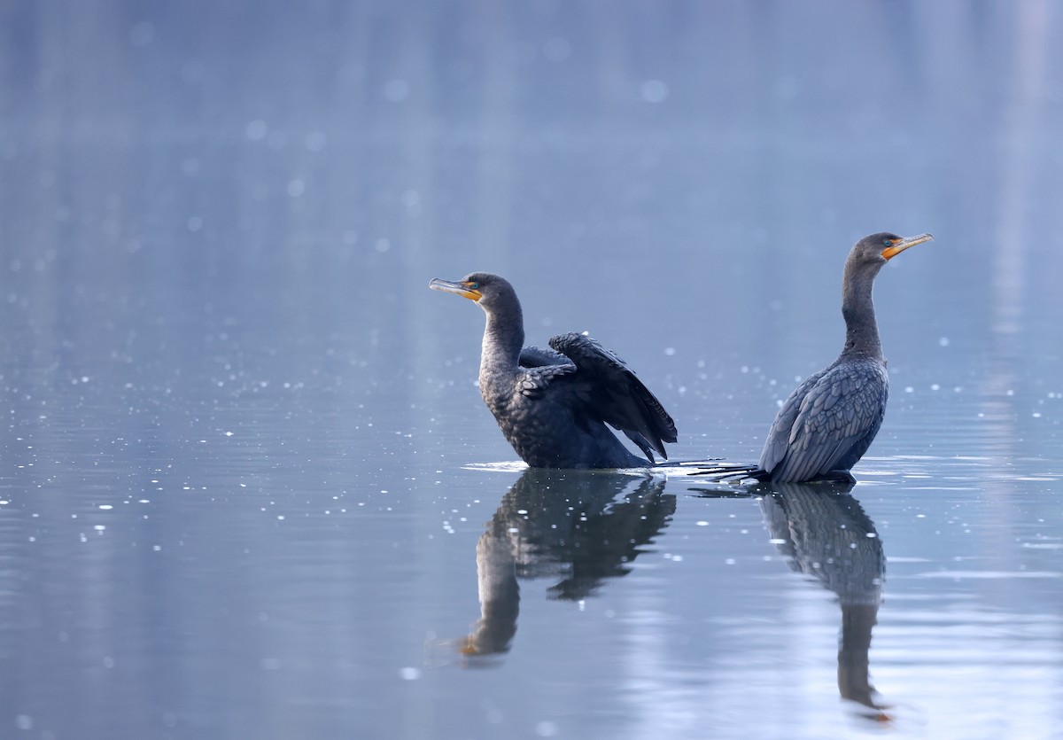 kormorán ušatý - ML648382261