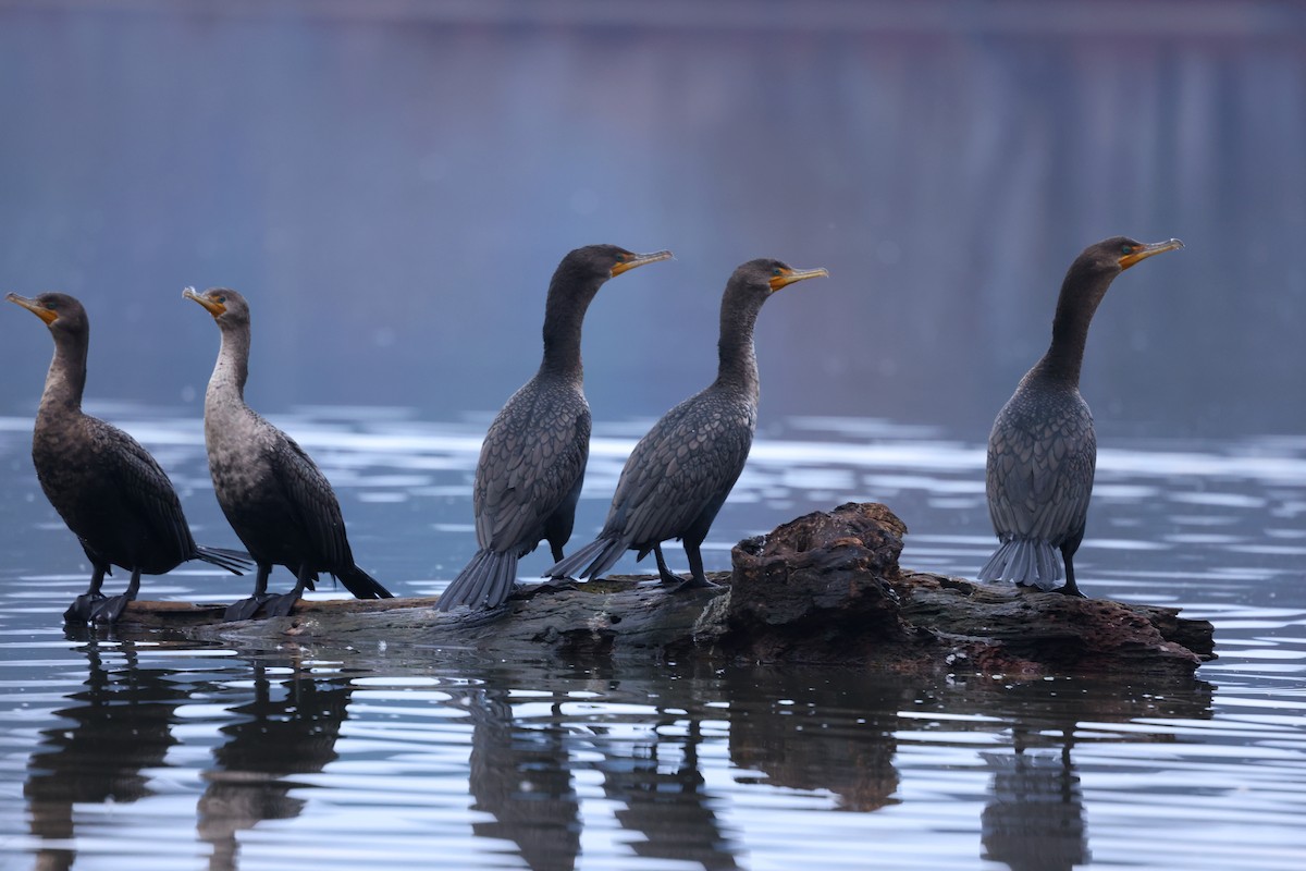 kormorán ušatý - ML648382262