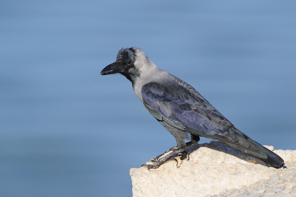 Домовая ворона - ML648382274