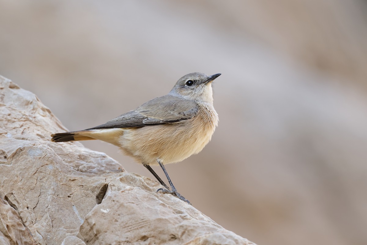 Златогузая каменка - ML648382409