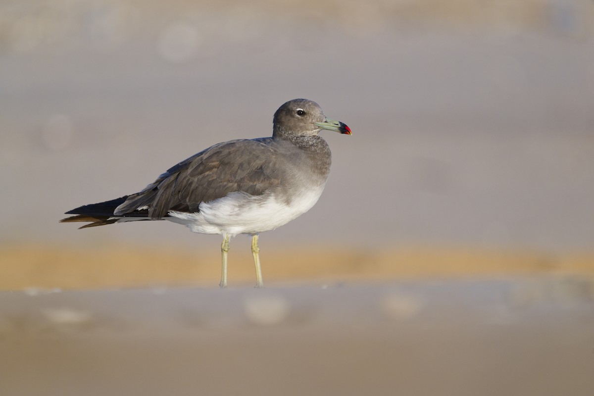 Аденская чайка - ML648382447