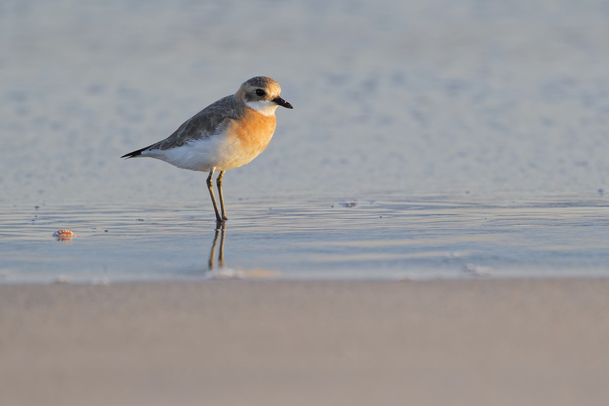 Tibetan Sand-Plover - ML648382457