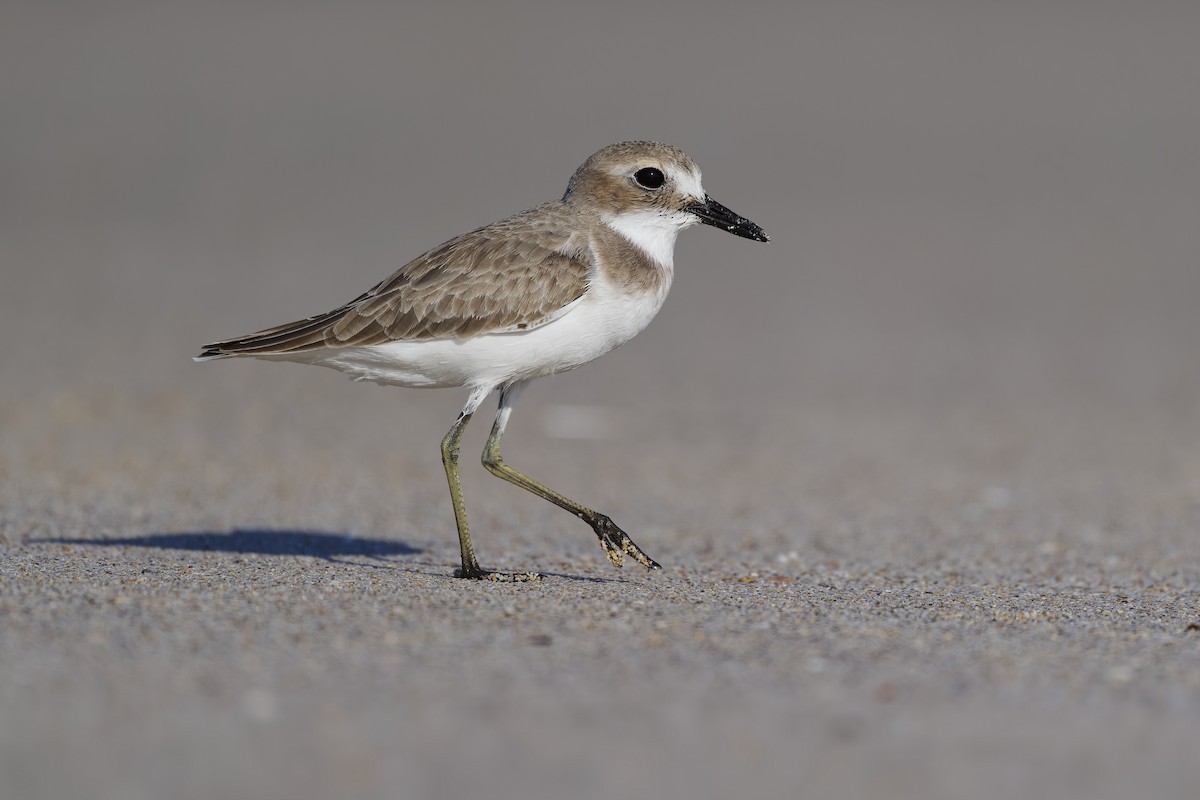 Толстоклювый зуёк - ML648382464