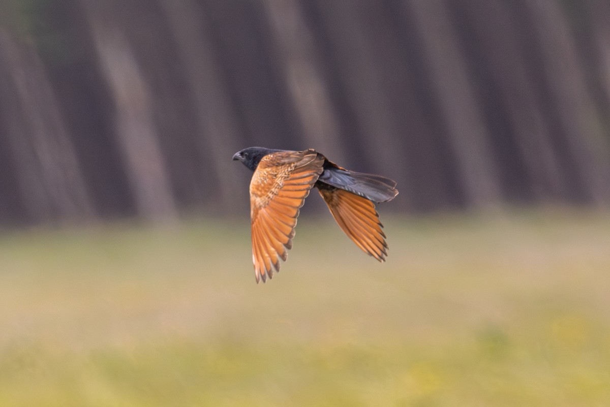 Black Coucal - ML648382496