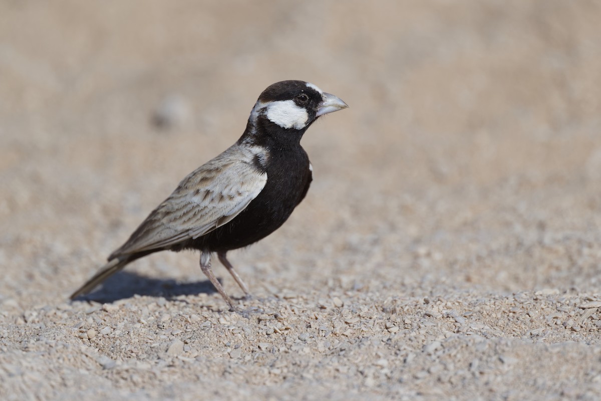 Белолобый жаворонок - ML648382499